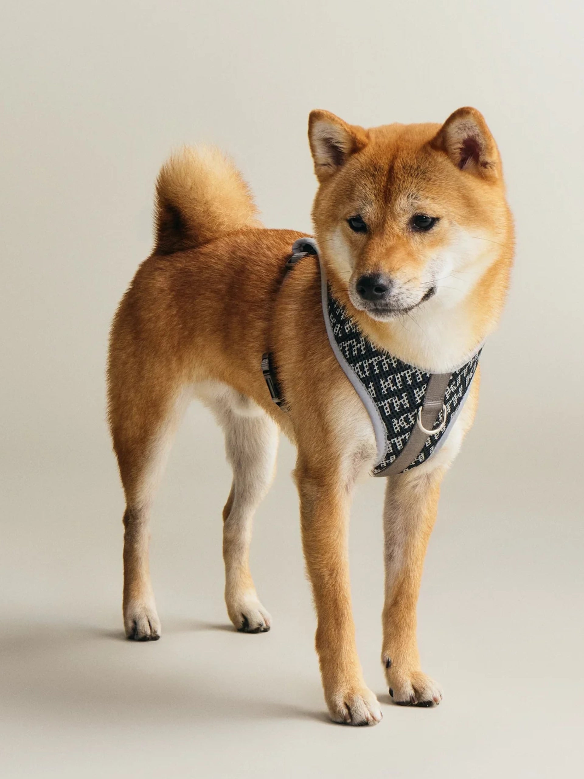 Kith for wagwear Padded Harness